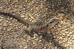0748 Kuranda Koala Gardens